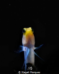 Yellowhead Jawfish(Opistognathus aurifrons)  with Retra s... by Magali Marquez 